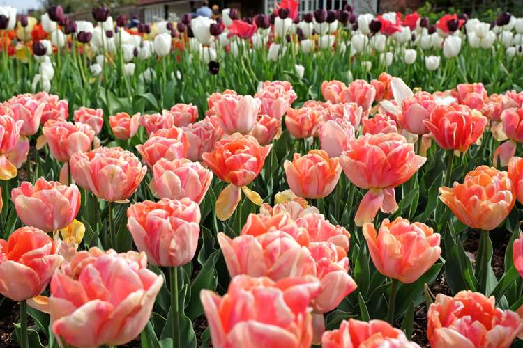 Tulpan 'Foxy Foxtrot' (Storköp) – 80 lökar